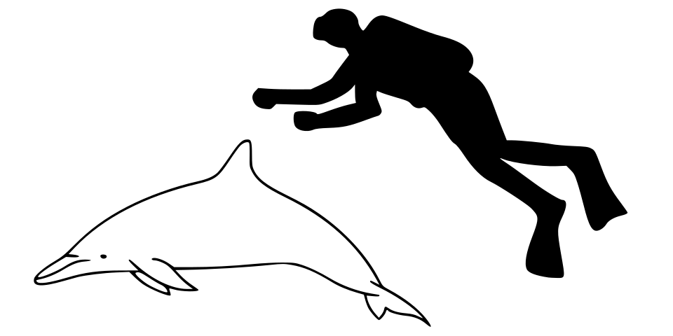 Spinner Dolphin