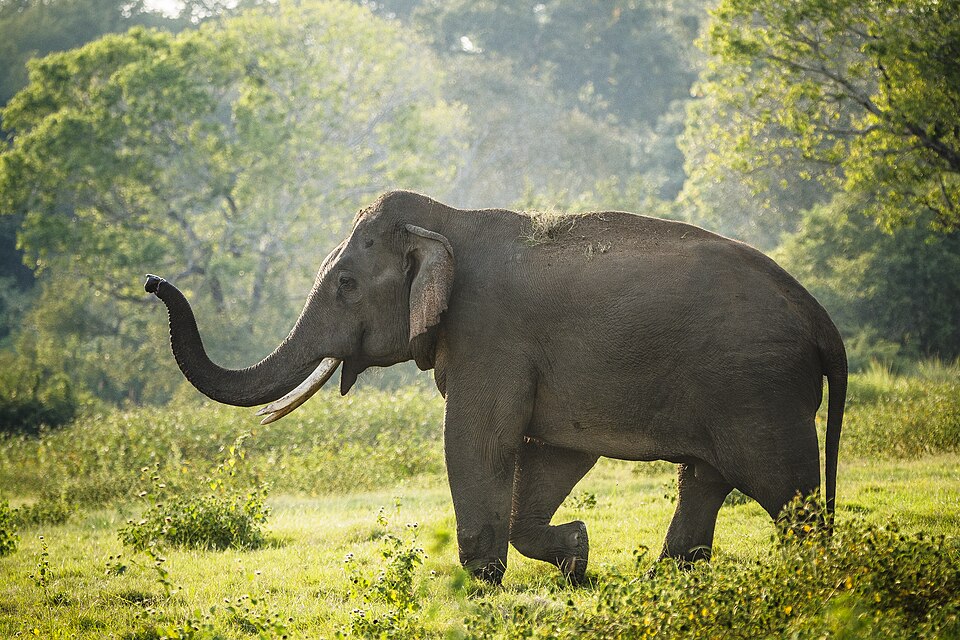 Wildlife
